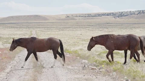 Horse ranch Stock Footage 230975609