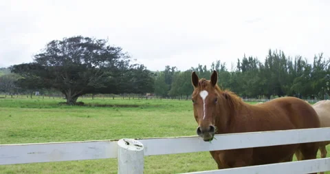 Horse on Ranch Stock Footage 262117653