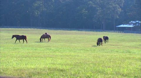 Horse Ranch Grazing Stock Footage 35348103