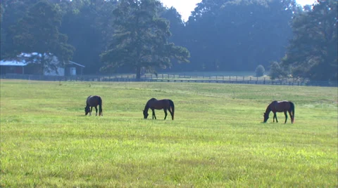 Horse Ranch Grazing Stock Footage 35349551