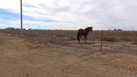 Horse on ranch pasture. Stock Footage 86137662