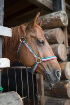 Horse in Ranch Stock Photos