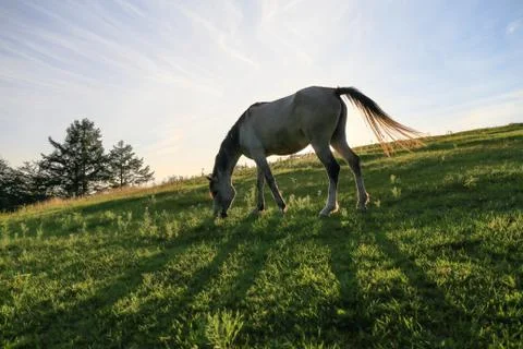 Horse in Ranch Stock Photos