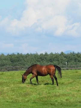 Horse in Ranch Stock Photos