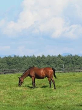 Horse in Ranch Stock Photos
