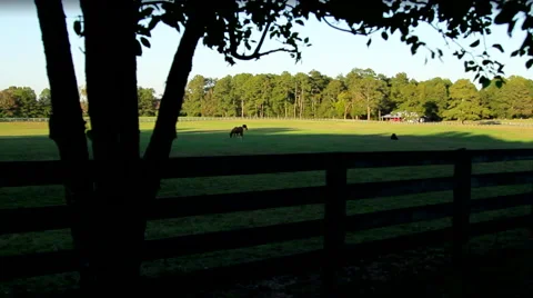 Horse Ranch at Sunset Tree Vídeo Stock 44624243