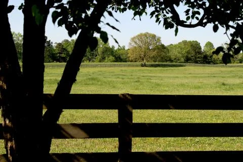 Horse Ranch Tree Fotos Stock