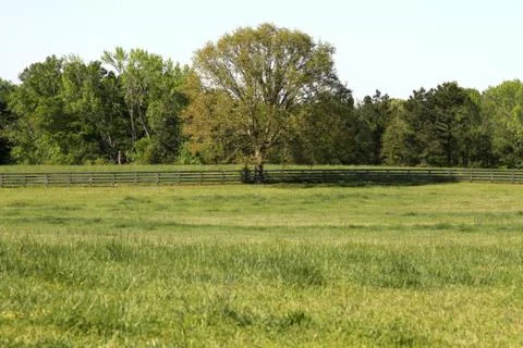 Horse Ranch Tree Fotos Stock
