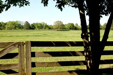 Horse Ranch Tree Fotos Stock