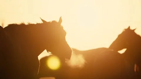 Horse in the rays of the sun at dawn. Stock Footage 142319442