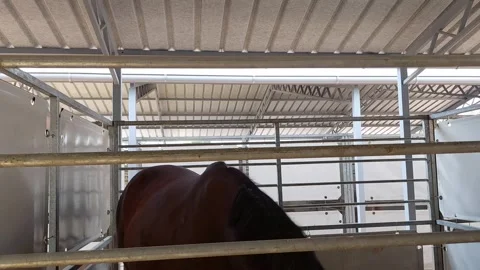 Horse Reaction Video 스톡 동영상 335411516
