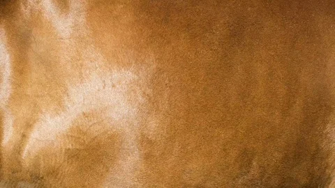 Horse real fur blowing on the wind. Close up macro shot of animal hair in slo Stock Footage 101866101