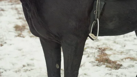Horse rear view. Equine backside with gear. Detailed shot of horse hind with Stock Footage 333324205