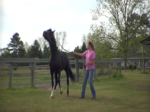 Horse Rearing Up Stock Footage 24587538