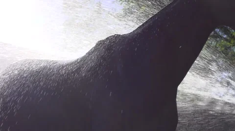 Horse receiving a shower Stock Footage 65872030