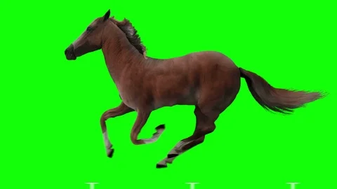 Horse Red Runs. Green screen. Stock Footage