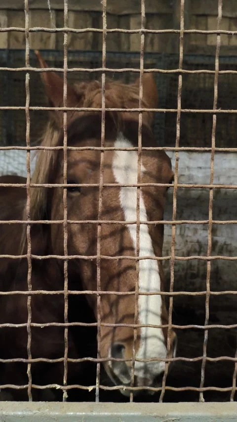 Horse red stallion in the stall. Front view of the muzzle close-up. Breed Stock Footage 320886717