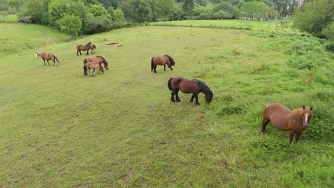 Horse relax time Stock Footage 278727039