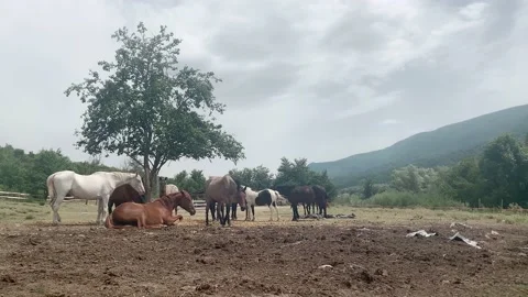 Horse resting on the ground Stock Footage 162324566