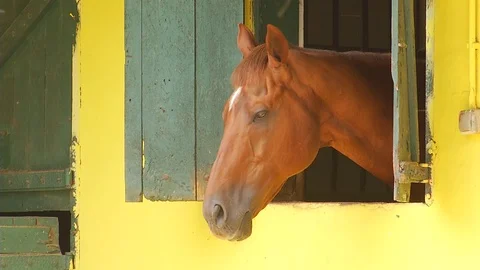 Horse resting in its box. Stock Footage 95535607