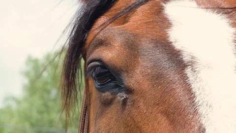 The horse rests, the fly eats Stock Footage 275825409