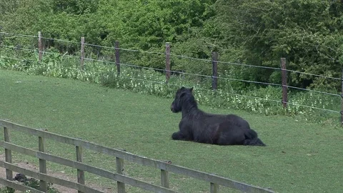 Horse rests on the ground. Stock Footage