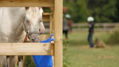 Horse Rests while Children Prepare Hay to Fee Horses Stock Footage 125639775