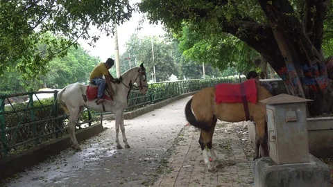 Horse ride in Kolkata Stock Footage 77703553