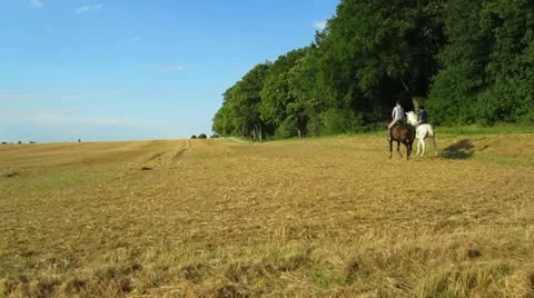 Horse Ride Over Corn Field Video stock 12054445