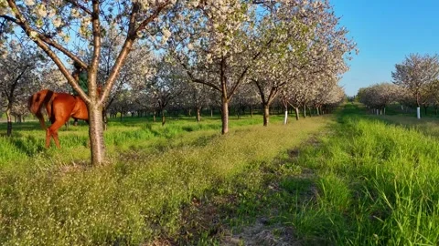 Horse rider exploring a blooming cherry orchard in Traverse City, Michigan Stock Footage 342477350