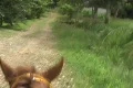 Horse rides 3 Footage
