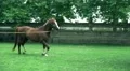 horse rides slow motion  4k or 4k+ Resolution