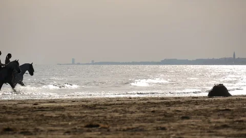 Horse riding on the beach. Video stock 85419704
