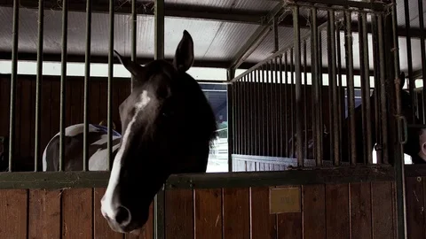 Horse in the riding box Stock-Footage 77451799
