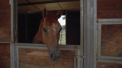 Horse in the riding box 스톡 동영상 77452180