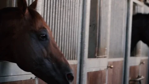 Horse in the riding box 스톡 동영상 78413525