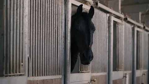 Horse in the riding box 스톡 동영상 78478406