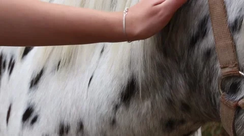 Horse riding Stock Footage 47552688