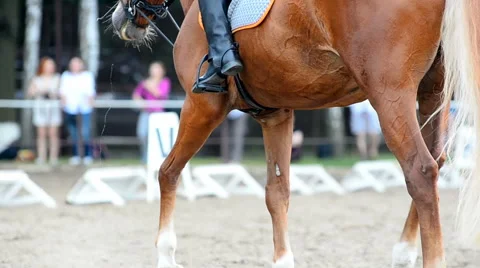 Horse riding Stock Footage 66759153