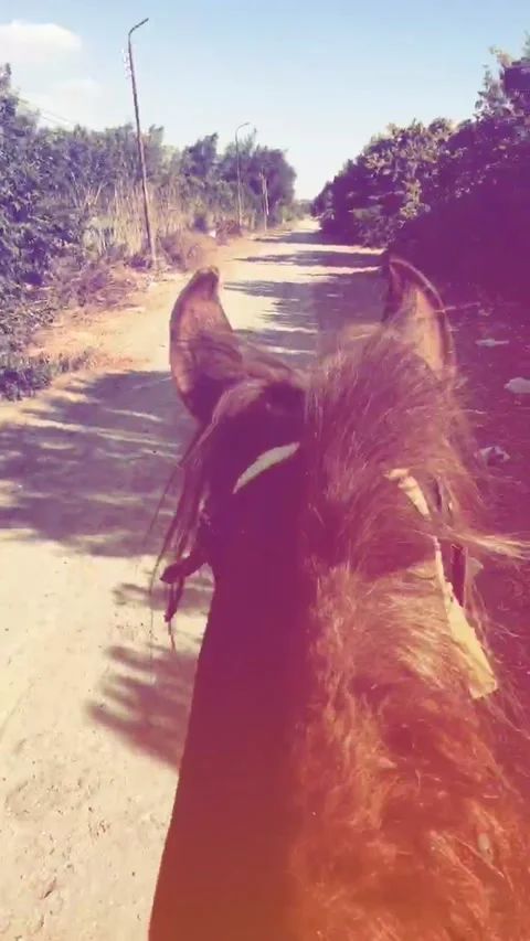 Horse Riding Stock Footage 147366646