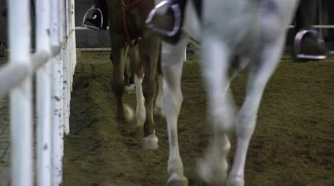 Horse riding school Stock Footage 60602401