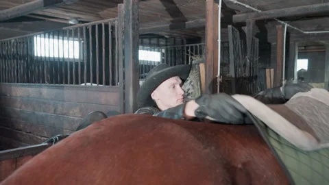 Horse riding setup. Trainer prepares horse carefully. Handling saddle pad with Vidéo 338436037