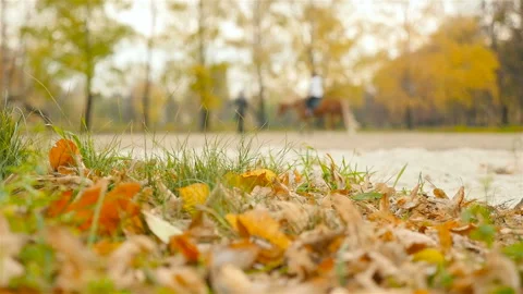 Horse riding training. Slow motion Stock Footage 101853088