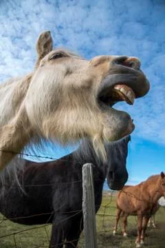 Horse on the Ringroad Stock Photos