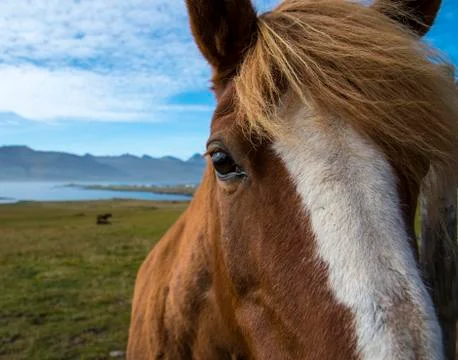 Horse on the Ringroad Stock Photos