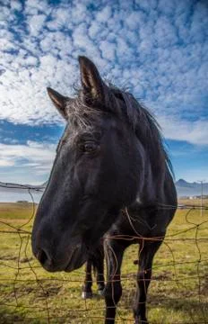 Horse on the Ringroad Stock Photos