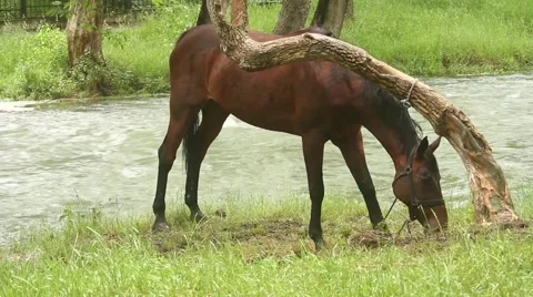 Horse at the river Stock-Footage 51364464