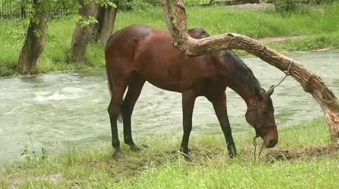 Horse at the river Stock Footage 51364476