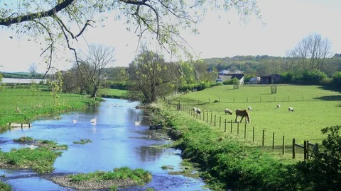 Horse by the river Stock Footage 129251739
