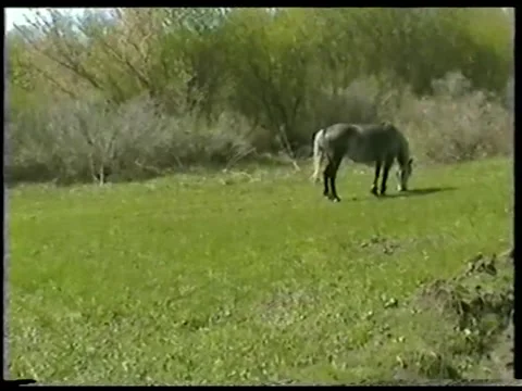 Horse On The Road Stock Footage 336523977